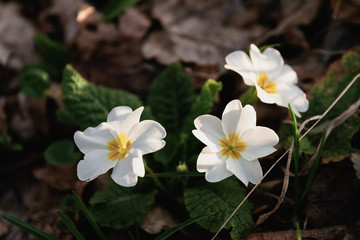 The first spring little delicate white flowers with a yellow center
