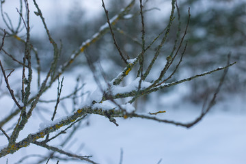Fototapeta na wymiar frozen tree branch in winter forest