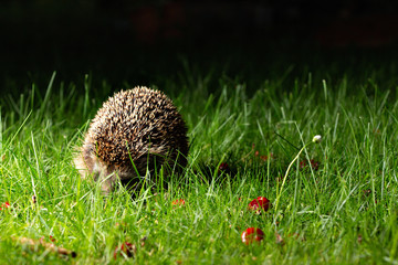Hedgehog in the garden © Henrik Dolle