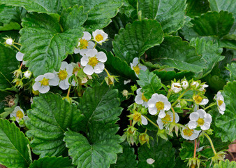 Naklejka premium Strawberry plant. Blossoming of strawberry. Stawberry bushes.