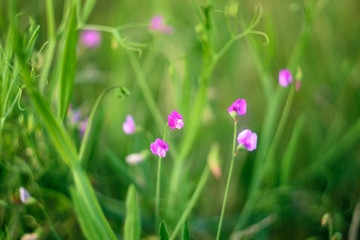 Obraz na płótnie Canvas Background from field with blur green tall grass and rare pink flowers among this grass