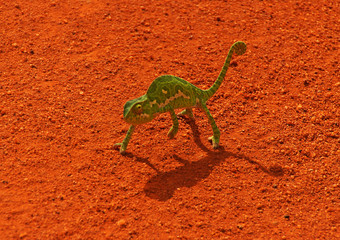 green chameleon on red african road
