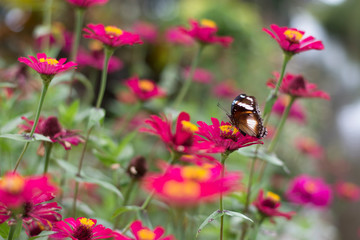 butterflies in a beautiful flower garden
