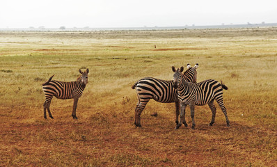 Fototapeta na wymiar zebras on the savanna