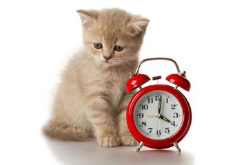 Kitten with Alarm Clock