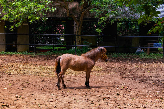 Kuda Padi Also Known As Bajau Pony