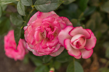 Rose flower Gloria pale pink with dark edging