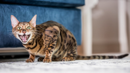 A Bengal cat crouching with its mouth open crying at the camera with a long tail.