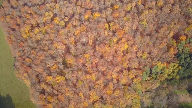 Aerial View of a Beautiful European Forest in Germany in Autumn Wide Shot