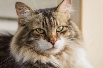 beautiful painting of a cat, looks green eyes