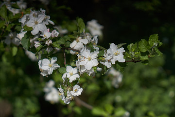 Blooming apple tree in the rays of sunlight.