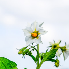 Fototapeta premium Flowers of potatoes on a bush. Flowering potatoes. White flowers