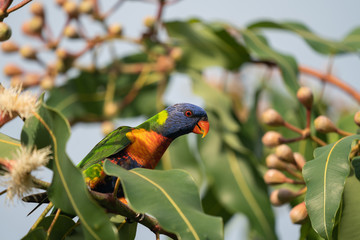 Rainbow Lorikeet in a tree
