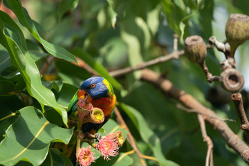 Rainbow Lorikeet in a tree eating a flower