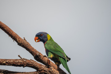 Rainbow Lorikeet in a tree