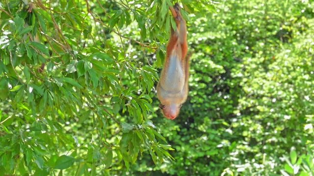 Funny monkey hanging on tree upside down in wild nature of Yala park in Sri Lanka. Wildlife fauna of Asia