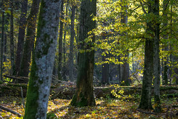 Białowieski Park Narodowy, las pierwotny, podmokły teren, martwe drzewa.