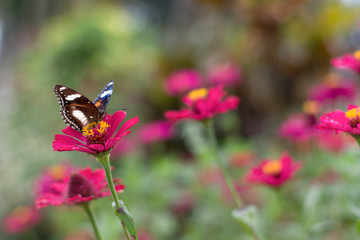 Fototapeta premium butterflies in a beautiful flower garden