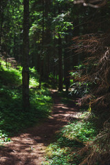 Hiking trail in the coniferous forest on a warm summer day. 