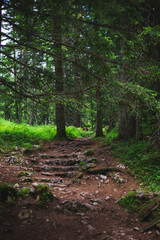 Hiking trail in the coniferous forest on a warm summer day. 