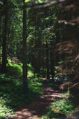 Hiking trail in the coniferous forest on a warm summer day. 