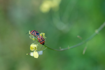 bug on flower