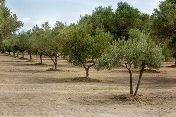 Fototapeta premium Plantation of Olive trees in Calabria region. Italy