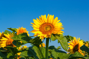 Field of blooming sunflowers.