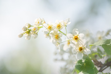 Flowering branch of bird cherry in the spring garden