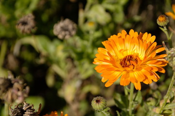 Obraz premium calendula flower beautiful bloosom with copyspace