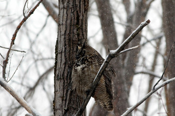 grand-duc d'Amérique