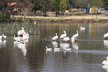 Patos, garzas y pelicanos en lago