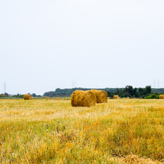 Haystacks rolled up in bales of alfalfa. Forage for livestock in