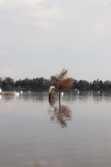 Garza en tronco en medio de lago