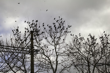 Starlings in trees