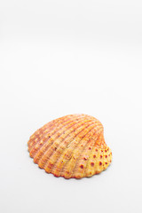 Atlantic giant cockle seashell on isolated white background creating space for text