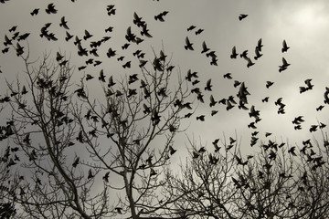 Starlings in trees
