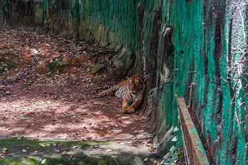 Malayan Tiger in zoo