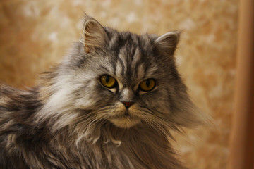 Naklejka na ściany i meble beautiful purebred cat