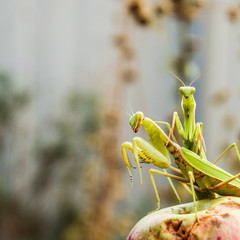 Mantis on a red background. Mating mantises. Mantis insect preda