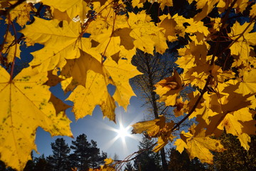 Yellow and blue Swedish autumn