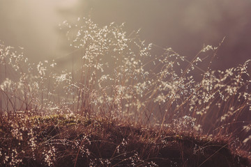 Field in morning october mist