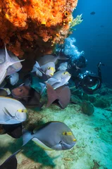 Fototapete Underwater Photographer and group of Surgeonfish by coral reef.. © frantisek hojdysz