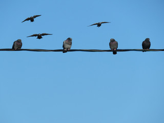 Birds sitting on a wire in a row. Flock of pigeons on the cables isolated on background of clear blue sky, flying doves 