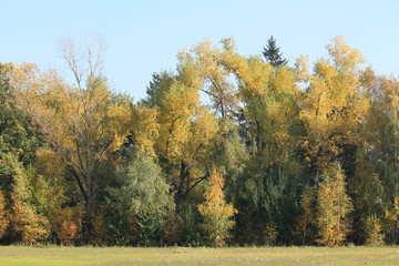 Fototapeta premium Early autumn landscape. Deciduous forest with trees that began to turn yellow and blue sky