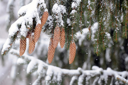 conif&egrave;re en hiver