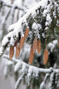 conif&egrave;re en hiver