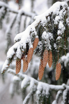 conif&egrave;re en hiver