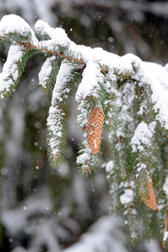 conif&egrave;re en hiver