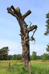 Morscher, abgestorbener Baum auf einer Wiese in den Sand Dünen von Sandweier, Baden-Baden